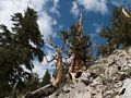 More bristlecone pines.<br />Aug. 7, 2014 - Schulman Grove, Inyo County, California.
