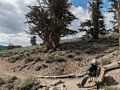 Joyce taking a break from all the awesome scenery.<br />Aug. 7, 2014 - Schulman Grove, Inyo County, California.