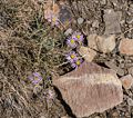 Asters?<br />Aug. 7, 2014 - Schulman Grove, Inyo County, California.