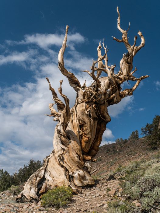 A sculptural bristlecone pine.<br />Aug. 7, 2014 - Schulman Grove, Inyo County, California.