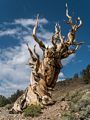 A sculptural bristlecone pine.<br />Aug. 7, 2014 - Schulman Grove, Inyo County, California.