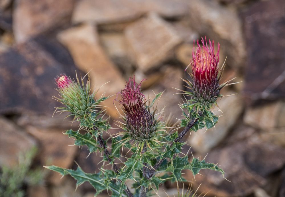 Some sort of a thistle.<br />Aug. 7, 2014 - Schulman Grove, Inyo County, California.