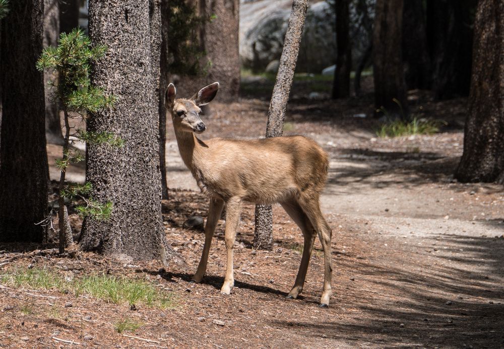Mule deer at begining of hike.<br />Hike aroun/on Lembert Dome.<br />Aug. 8, 2014 - Yosemite National Park.
