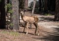 Mule deer at begining of hike.<br />Hike aroun/on Lembert Dome.<br />Aug. 8, 2014 - Yosemite National Park.