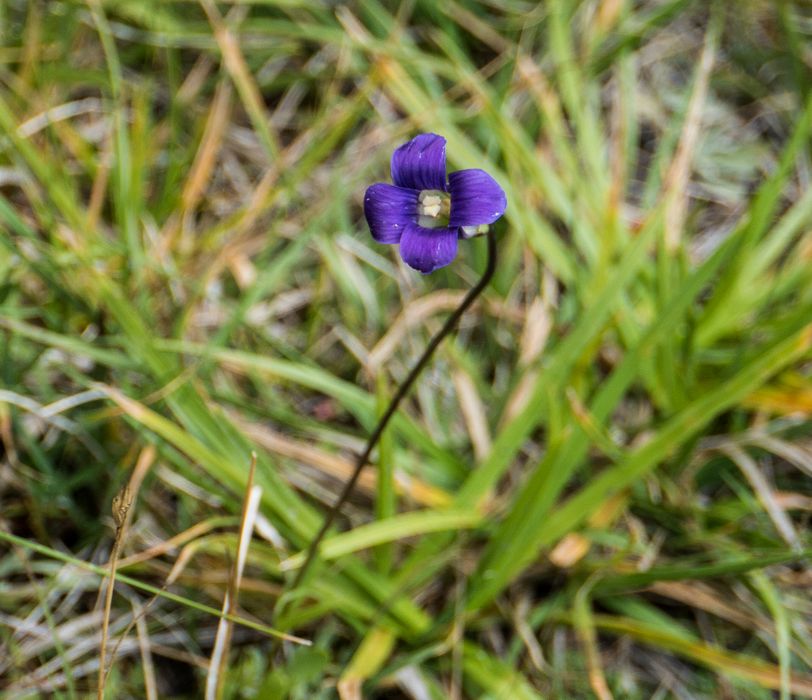 Flower on the shore of Dog Lake.<br />Hike aroun/on Lembert Dome.<br />Aug. 8, 2014 - Yosemite National Park.