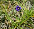 Flower on the shore of Dog Lake.<br />Hike aroun/on Lembert Dome.<br />Aug. 8, 2014 - Yosemite National Park.