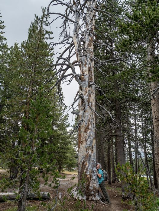 Joyce hugging tree on shoe of Dog Lake.<br />Hike aroun/on Lembert Dome.<br />Aug. 8, 2014 - Yosemite National Park.