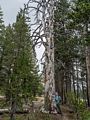 Joyce hugging tree on shoe of Dog Lake.<br />Hike aroun/on Lembert Dome.<br />Aug. 8, 2014 - Yosemite National Park.