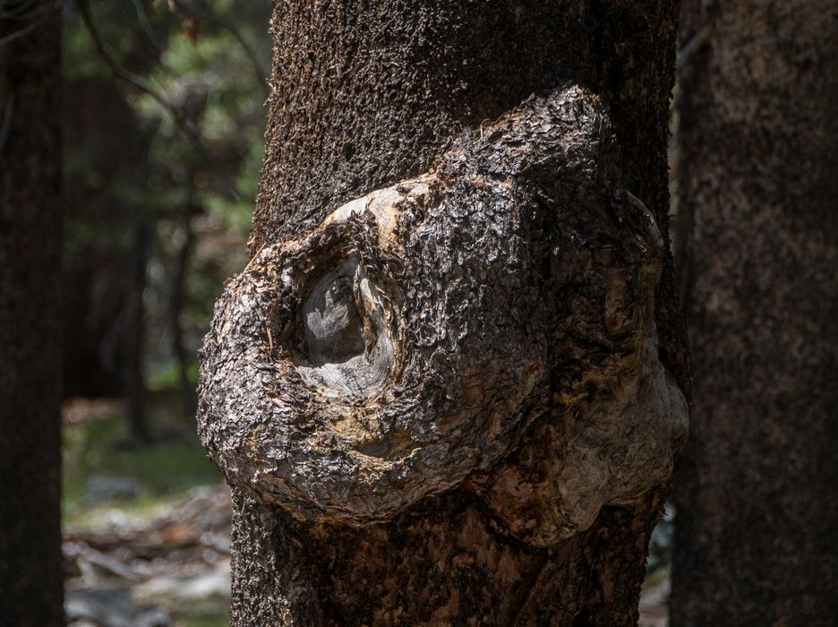 Burl.<br />Hike aroun/on Lembert Dome.<br />Aug. 8, 2014 - Yosemite National Park.