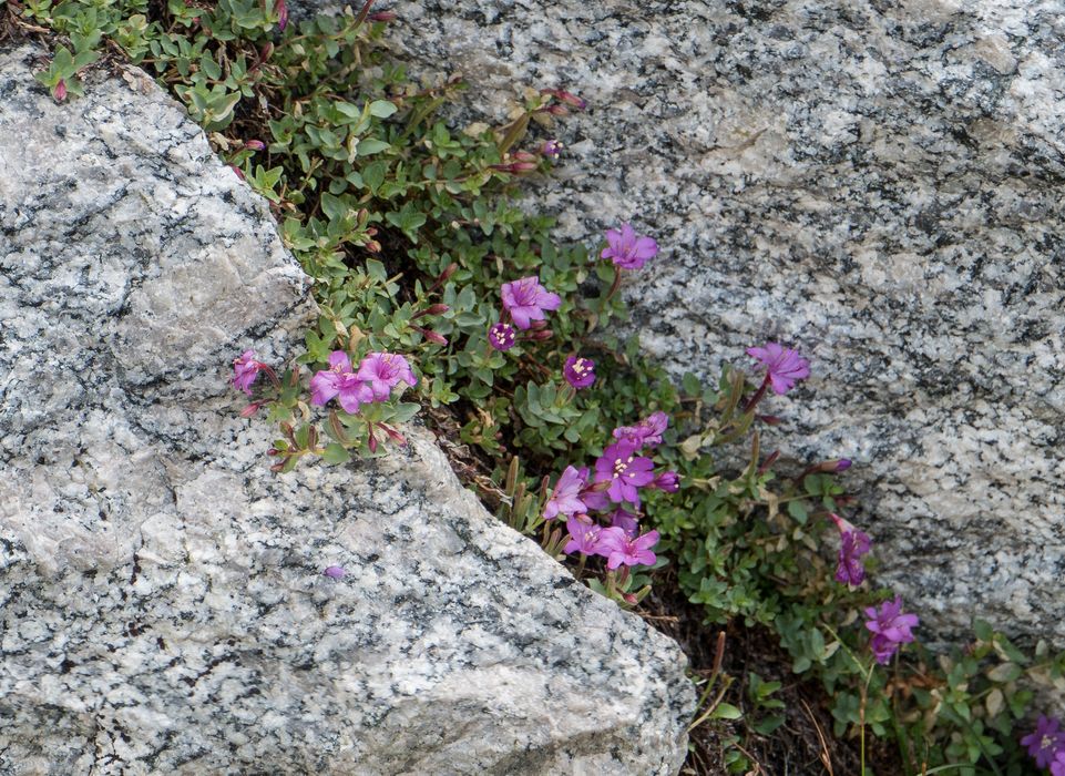 Aug. 9, 2014 - Between Wasco and Steelhead Lakes. Inyo National Forest, California.