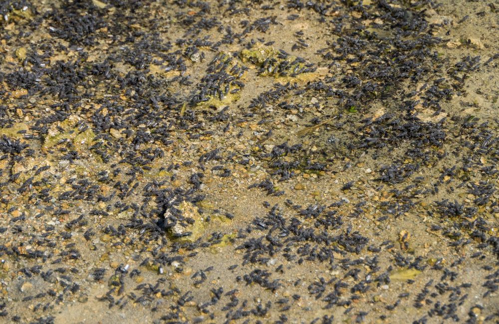Alkali flies by the thousands (fortunately not interested in humans).<br />Aug. 10, 2014 - Mono Lake Tufa  State Natural Reserve, California.