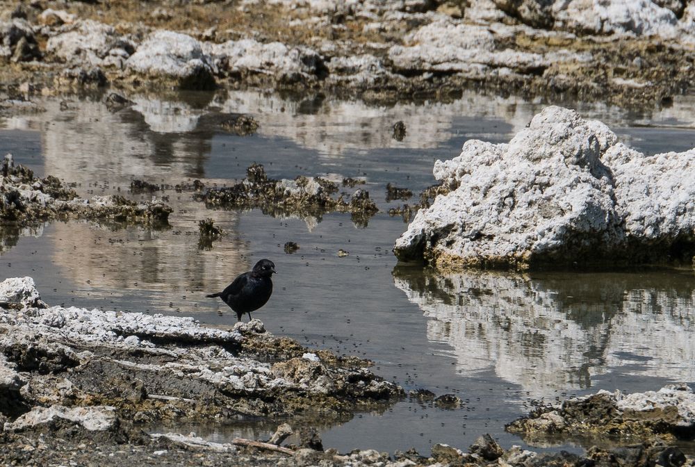 A black bird (Brewer's blackbird?).<br />Aug. 10, 2014 - Mono Lake Tufa  State Natural Reserve, California.