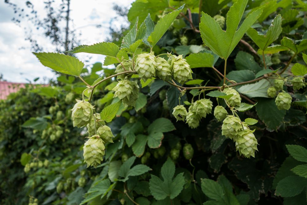 Hops.<br />Aug. 11, 2014 - At the Latte Da in Lee Vining, California.