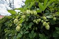 Hops.<br />Aug. 11, 2014 - At the Latte Da in Lee Vining, California.