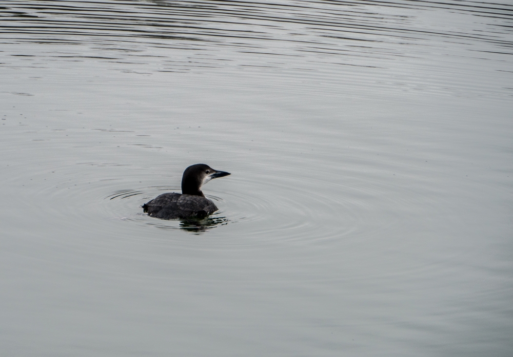 Loon.<br />Feb. 7, 2015 - Perkins Cove, Ogunquit, Maine.