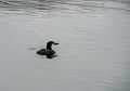 Loon.<br />Feb. 7, 2015 - Perkins Cove, Ogunquit, Maine.