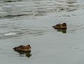 Female eiders.<br />Feb. 7, 2015 - Perkins Cove, Ogunquit, Maine.