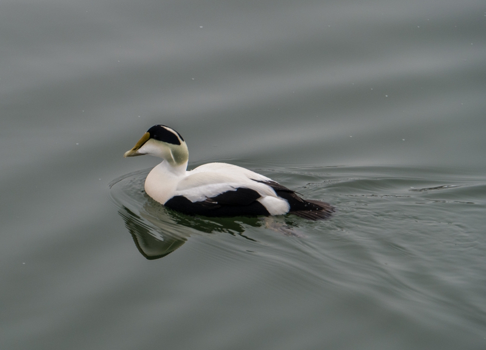 Male eider.<br />Feb. 7, 2015 - Perkins Cove, Ogunquit, Maine.