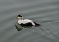 Male eider.<br />Feb. 7, 2015 - Perkins Cove, Ogunquit, Maine.