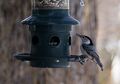 Nuthatch<br />March 16, 2015 - Parker River National Wildlife Refuge, Plum Island, Massachusetts.