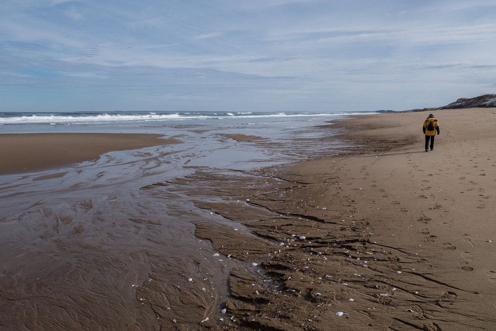 Joyce.<br />March 16, 2015 - Parker River National Wildlife Refuge, Plum Island, Massachusetts.