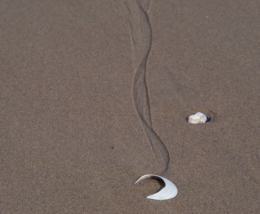 Walk south from boardwalk # 3.<br />March 16, 2015 - Parker River National Wildlife Refuge, Plum Island, Massachusetts.