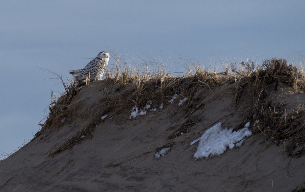 View from boardwalk # 3.<br />March 16, 2015 - Parker River National Wildlife Refuge, Plum Island, Massachusetts.