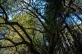 March 25, 2015 - Muir Woods National Monument, Marin County, California