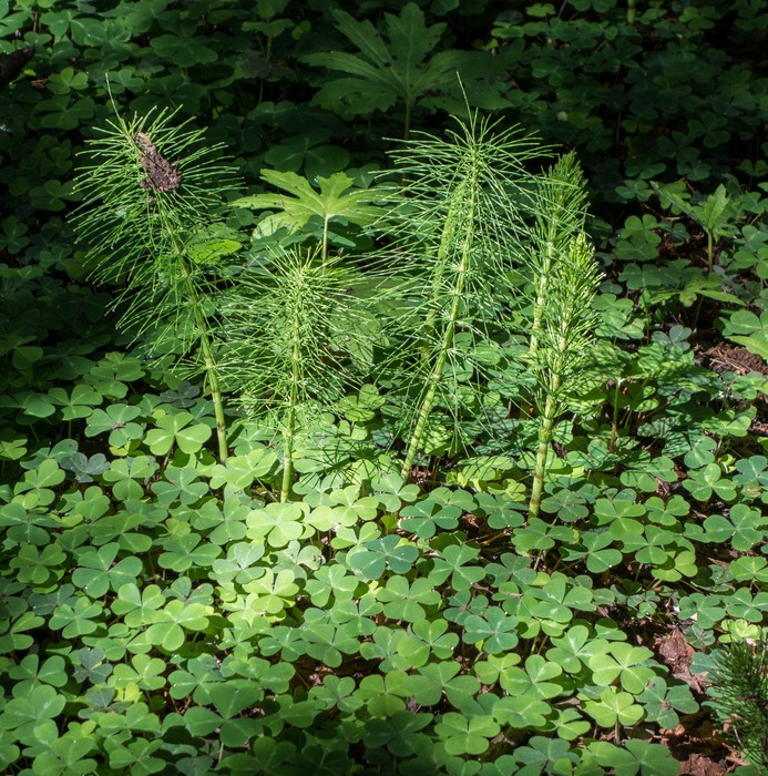 Horsetails.<br />March 25, 2015 - Muir Woods National Monument, Marin County, California