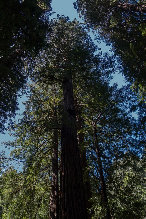 Redwood dedicated to Gifford Pinchot.<br />March 25, 2015 - Muir Woods National Monument, Marin County, California