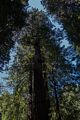 Redwood dedicated to Gifford Pinchot.<br />March 25, 2015 - Muir Woods National Monument, Marin County, California