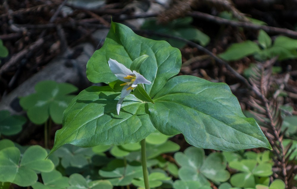 A trillium?<br />March 25, 2015 - Muir Woods National Monument, Marin County, California