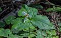 A trillium?<br />March 25, 2015 - Muir Woods National Monument, Marin County, California