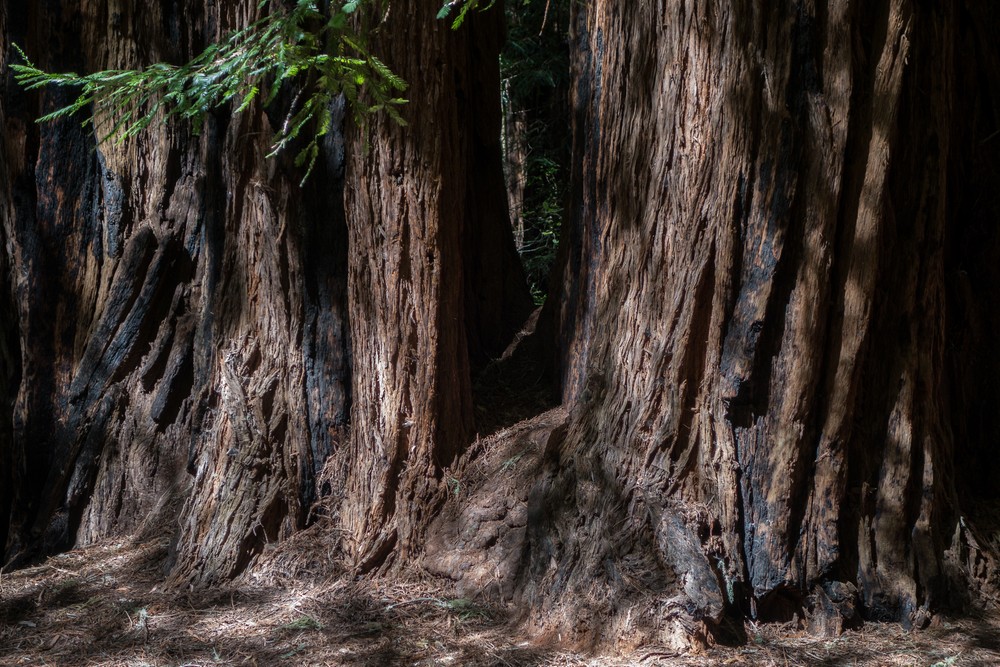 Base of a family of redwoods.<br />March 25, 2015 - Muir Woods National Monument, Marin County, California