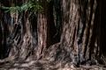 Base of a family of redwoods.<br />March 25, 2015 - Muir Woods National Monument, Marin County, California