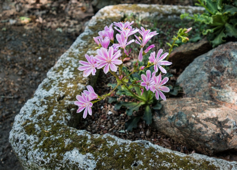 Botanical Garden.<br />March 26, 2015 - Tilden Park, Contra Costa County, California.