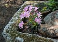 Botanical Garden.<br />March 26, 2015 - Tilden Park, Contra Costa County, California.