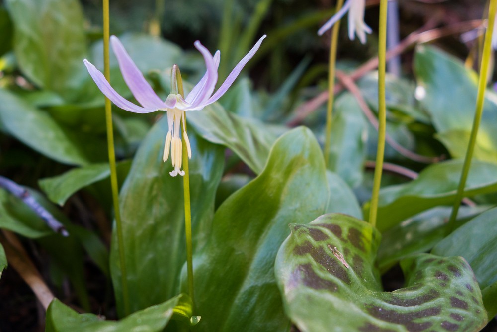 Botanical Garden.<br />March 26, 2015 - Tilden Park, Contra Costa County, California.