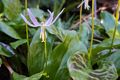 Botanical Garden.<br />March 26, 2015 - Tilden Park, Contra Costa County, California.