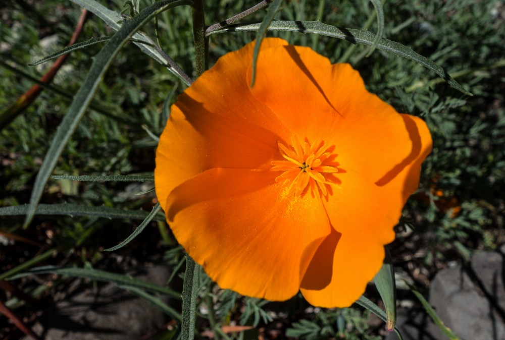 California poppy.<br />Botanical Garden.<br />March 26, 2015 - Tilden Park, Contra Costa County, California.