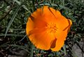 California poppy.<br />Botanical Garden.<br />March 26, 2015 - Tilden Park, Contra Costa County, California.