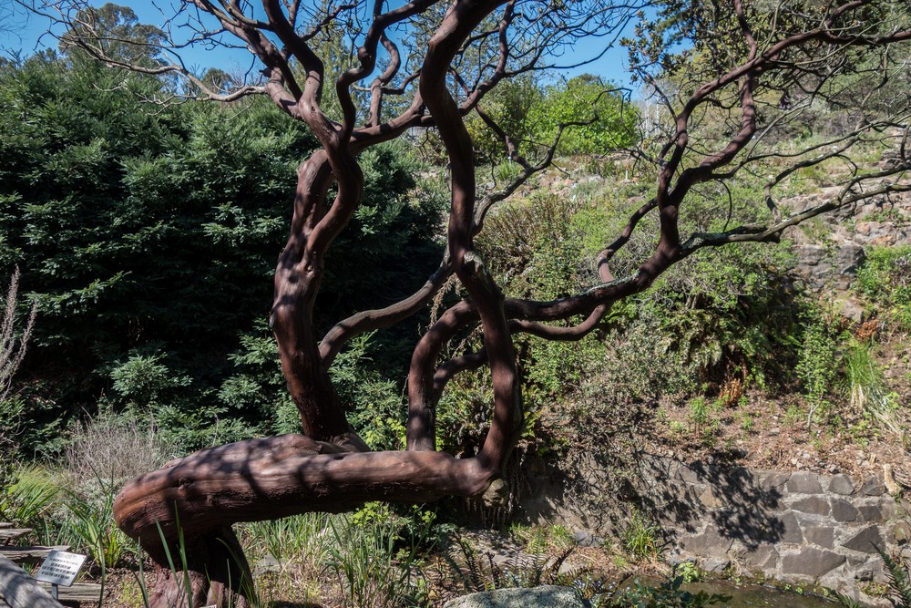 Manzanita bush/tree.<br />Botanical Garden.<br />March 26, 2015 - Tilden Park, Contra Costa County, California.