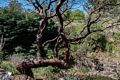 Manzanita bush/tree.<br />Botanical Garden.<br />March 26, 2015 - Tilden Park, Contra Costa County, California.