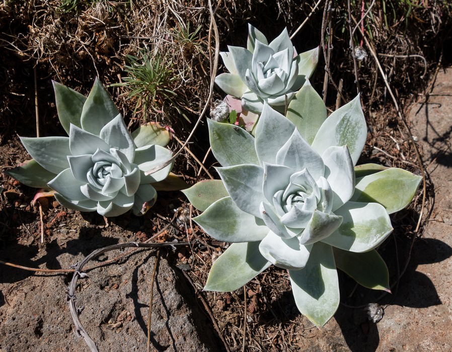 Succulent plant.<br />Botanical Garden.<br />March 26, 2015 - Tilden Park, Contra Costa County, California.