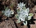 Succulent plant.<br />Botanical Garden.<br />March 26, 2015 - Tilden Park, Contra Costa County, California.