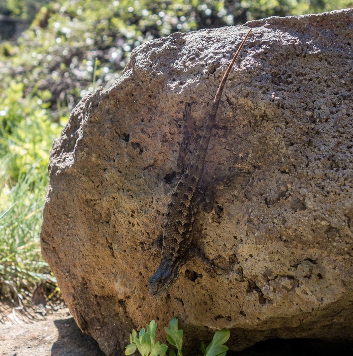 Lizard.<br />Botanical Garden.<br />March 26, 2015 - Tilden Park, Contra Costa County, California.
