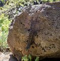Lizard.<br />Botanical Garden.<br />March 26, 2015 - Tilden Park, Contra Costa County, California.