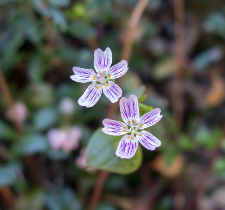 Botanical Garden.<br />March 26, 2015 - Tilden Park, Contra Costa County, California.
