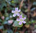 Botanical Garden.<br />March 26, 2015 - Tilden Park, Contra Costa County, California.