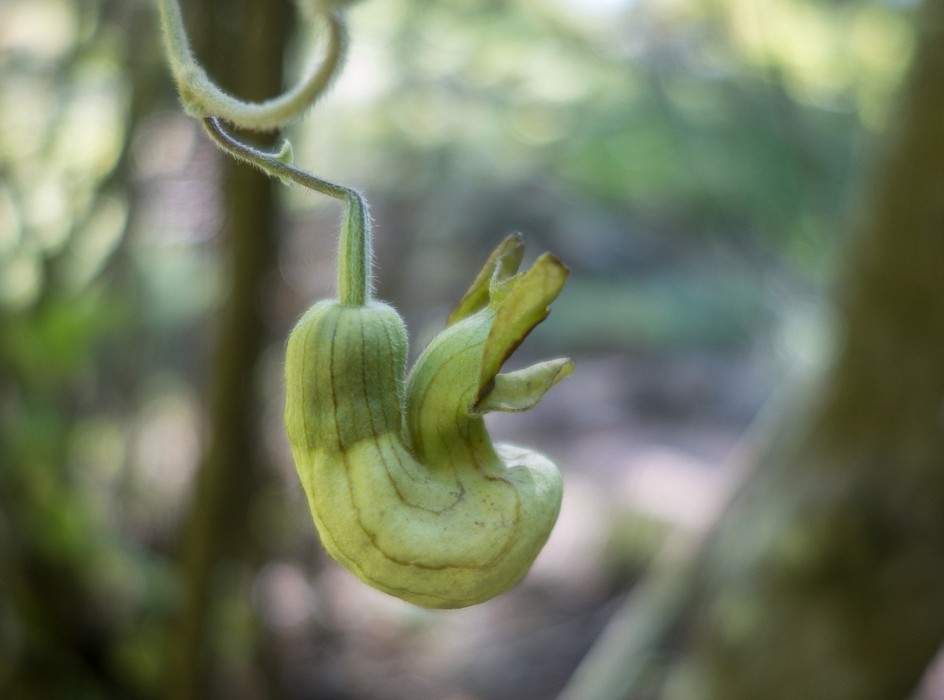 Dutchman's pipe.<br />Botanical Garden.<br />March 26, 2015 - Tilden Park, Contra Costa County, California.